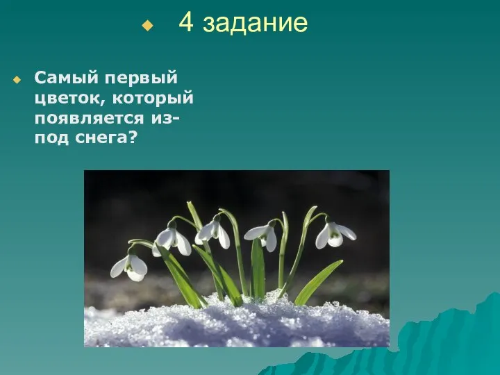 Самый первый цветок, который появляется из- под снега? 4 задание