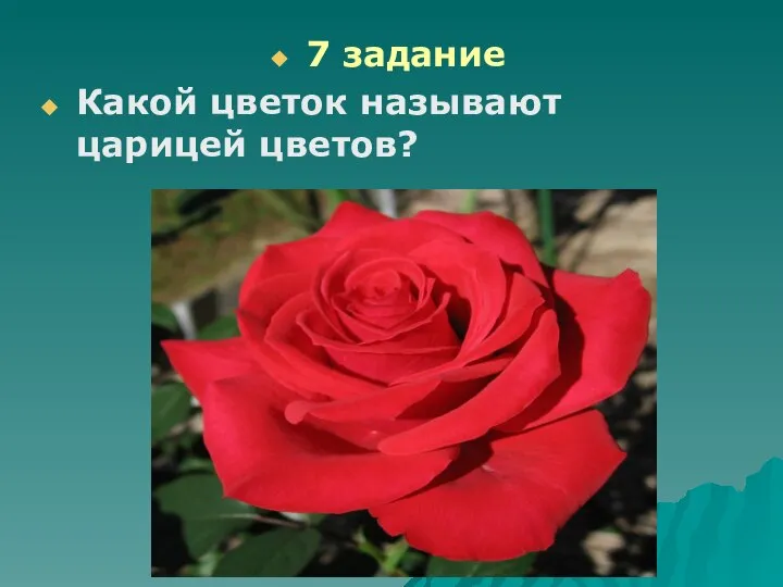 7 задание Какой цветок называют царицей цветов?