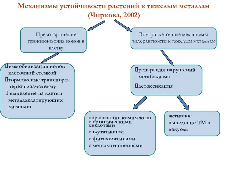 Механизмы устойчивости растений к тяжелым металлам (Чиркова, 2002) Предотвращение проникновения ионов