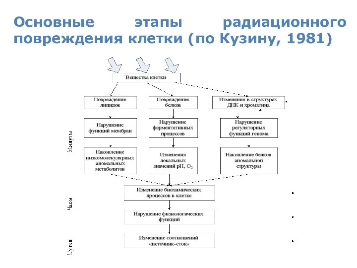 Основные этапы радиационного повреждения клетки (по Кузину, 1981)