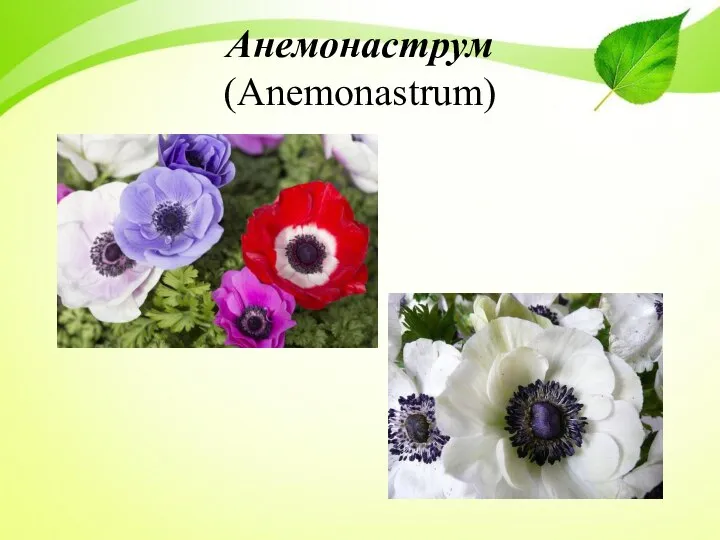Анемонаструм (Anemonastrum)