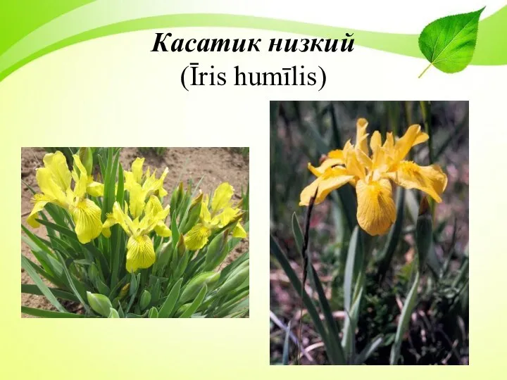 Касатик низкий (Īris humīlis)