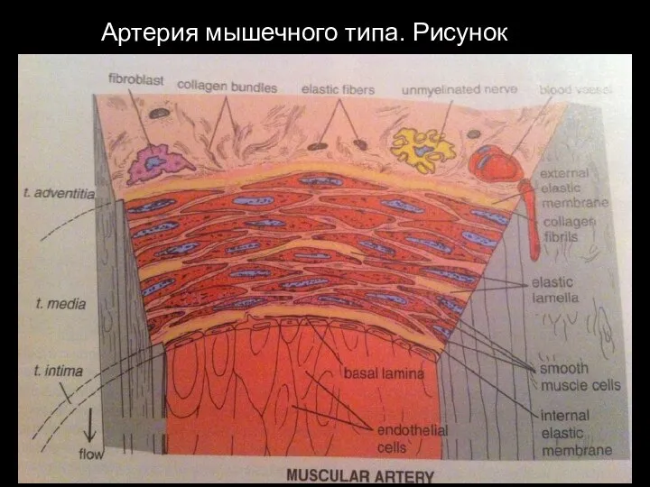 Артерия мышечного типа. Рисунок