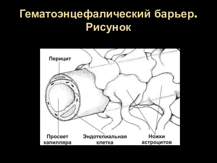 Гематоэнцефалический барьер. Рисунок