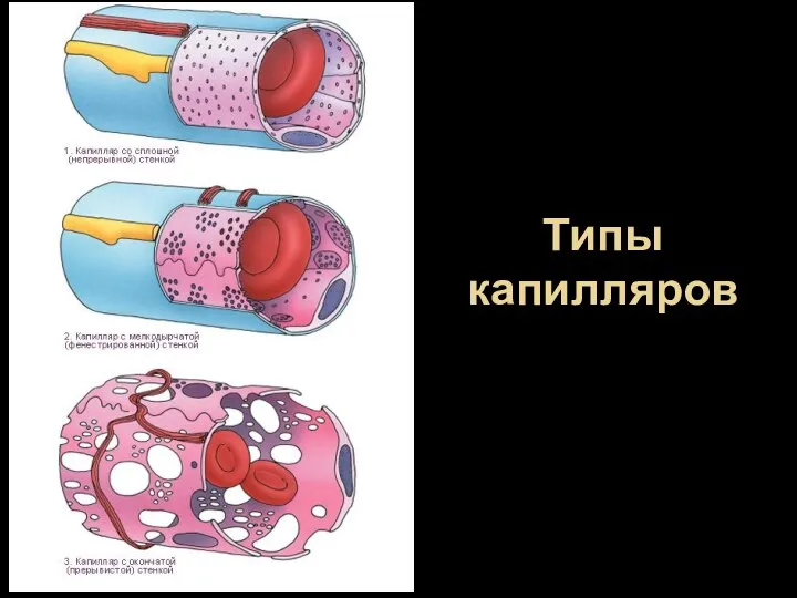 Типы капилляров