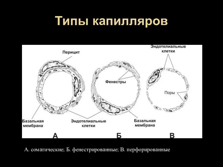 Типы капилляров А. соматические; Б. фенестрированные; В. перфорированные