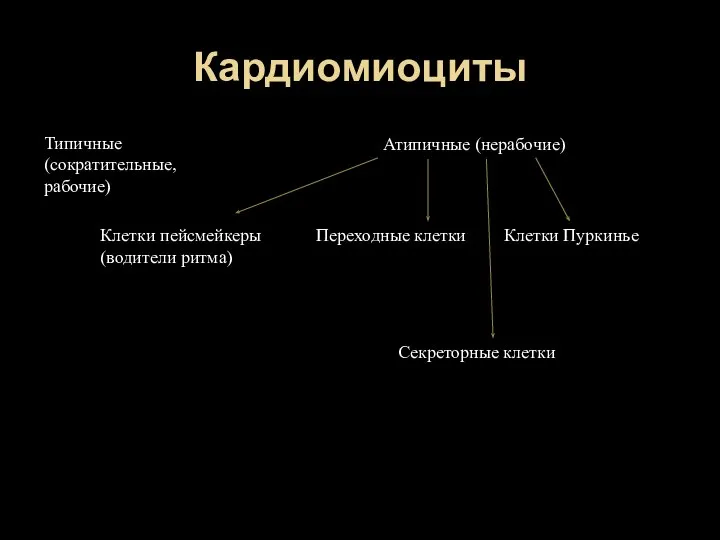 Кардиомиоциты Типичные (сократительные, рабочие) Атипичные (нерабочие) Клетки пейсмейкеры (водители ритма) Переходные клетки Клетки Пуркинье Секреторные клетки