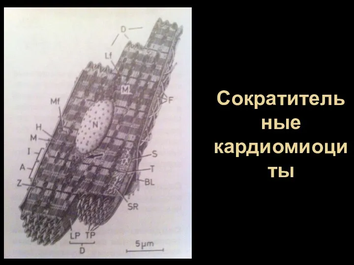 Сократительные кардиомиоциты