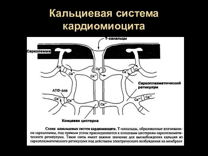 Кальциевая система кардиомиоцита