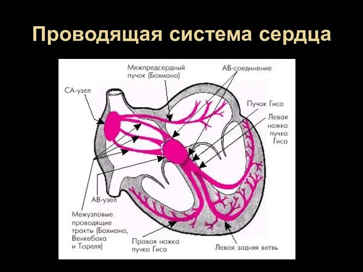 Проводящая система сердца