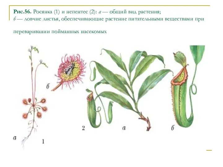 Рис.56. Росянка (1) и непентес (2): а — общий вид растения;