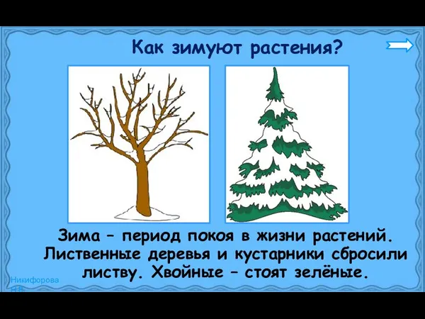 Как зимуют растения? Зима – период покоя в жизни растений. Лиственные