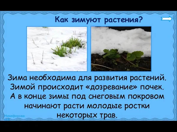 Зима необходима для развития растений. Зимой происходит «дозревание» почек. А в