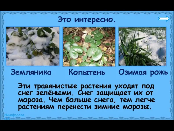 Это интересно. Эти травянистые растения уходят под снег зелёными. Снег защищает