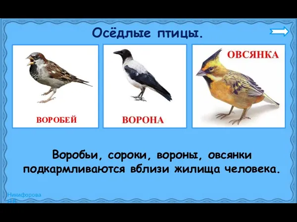 Осёдлые птицы. Воробьи, сороки, вороны, овсянки подкармливаются вблизи жилища человека.