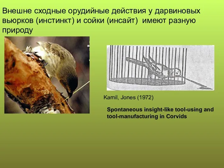 Spontaneous insight-like tool-using and tool-manufacturing in Corvids Kamil, Jones (1972) Внешне