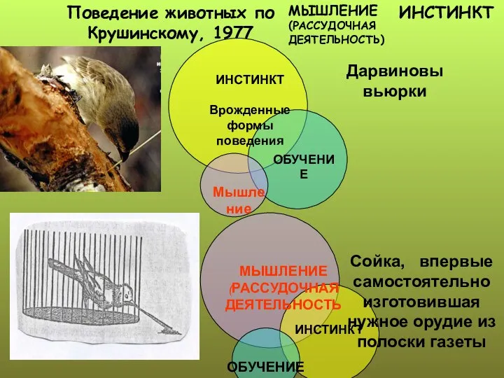 ИНСТИНКТ МЫШЛЕНИЕ (РАССУДОЧНАЯ ДЕЯТЕЛЬНОСТЬ) Поведение животных по Крушинскому, 1977 ИНСТИНКТ Врожденные