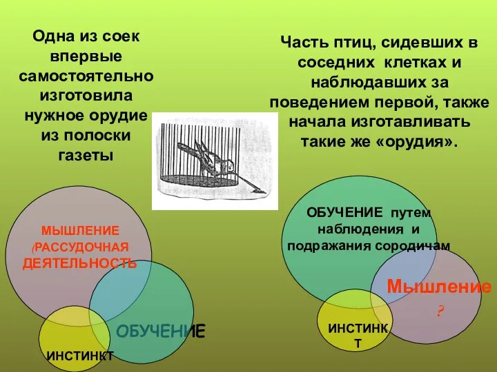 ОБУЧЕНИЕ МЫШЛЕНИЕ (РАССУДОЧНАЯ ДЕЯТЕЛЬНОСТЬ Мышление? ИНСТИНКТ ИНСТИНКТ ОБУЧЕНИЕ путем наблюдения и