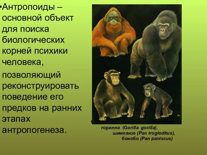 Орангутан (Pongo pygmaeus); горилла (Gorilla gorilla), шимпанзе (Pan trogloditus), бонобо (Pan