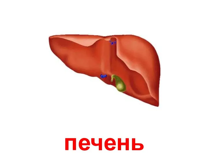 печень