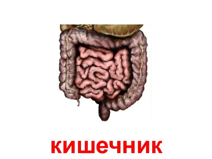 кишечник