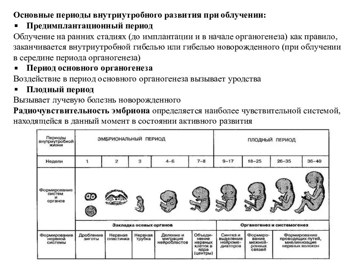 Основные периоды внутриутробного развития при облучении: Предимплантационный период Облучение на ранних