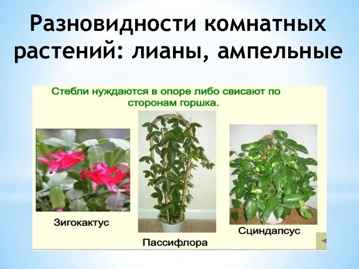 Разновидности комнатных растений: лианы, ампельные