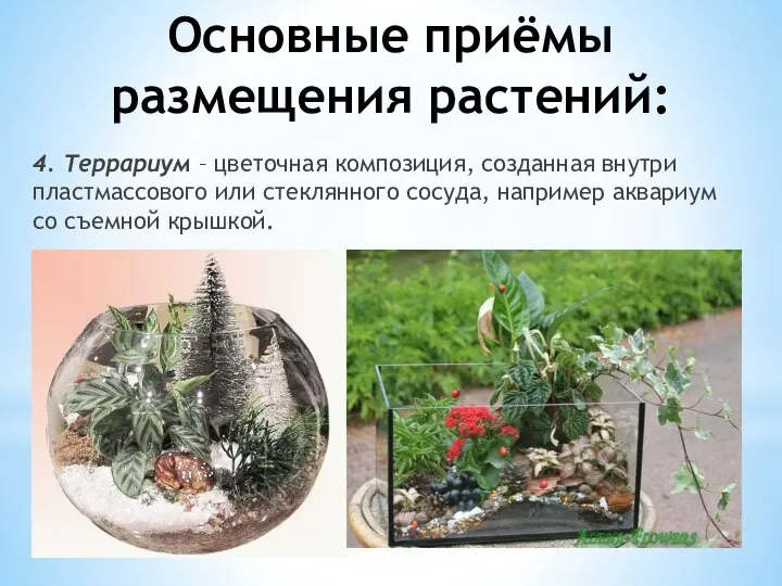 Основные приёмы размещения растений: 4. Террариум – цветочная композиция, созданная внутри