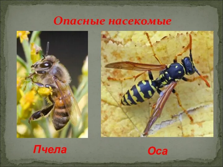 Опасные насекомые Пчела Оса