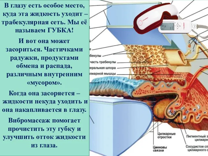 В глазу есть особое место, куда эта жидкость уходит – трабекулярная