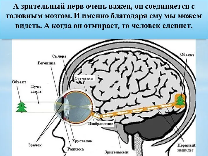 А зрительный нерв очень важен, он соединяется с головным мозгом. И