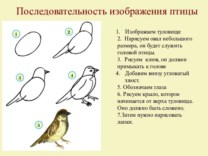 Изображаем туловище 2. Нарисуем овал небольшого размера, он будет служить головой