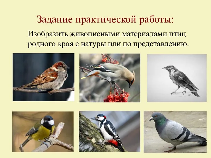 Задание практической работы: Изобразить живописными материалами птиц родного края с натуры или по представлению.