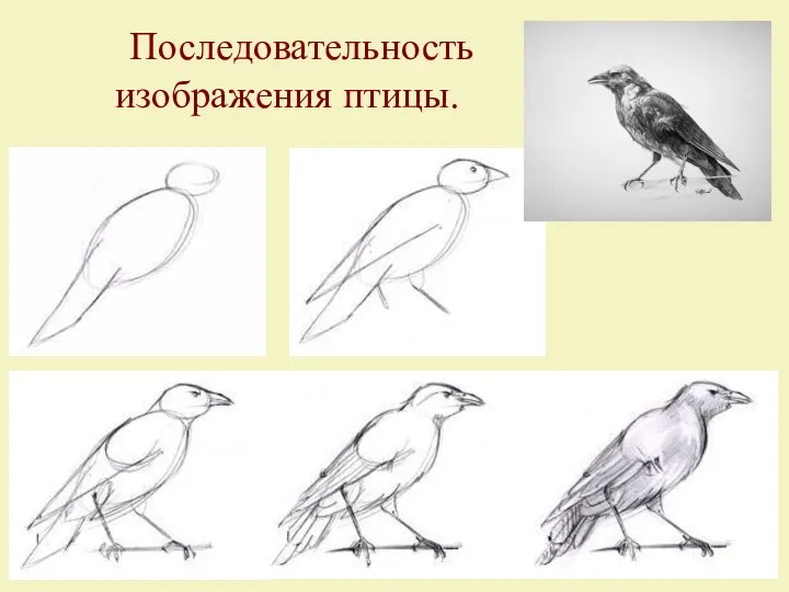 Последовательность изображения птицы.