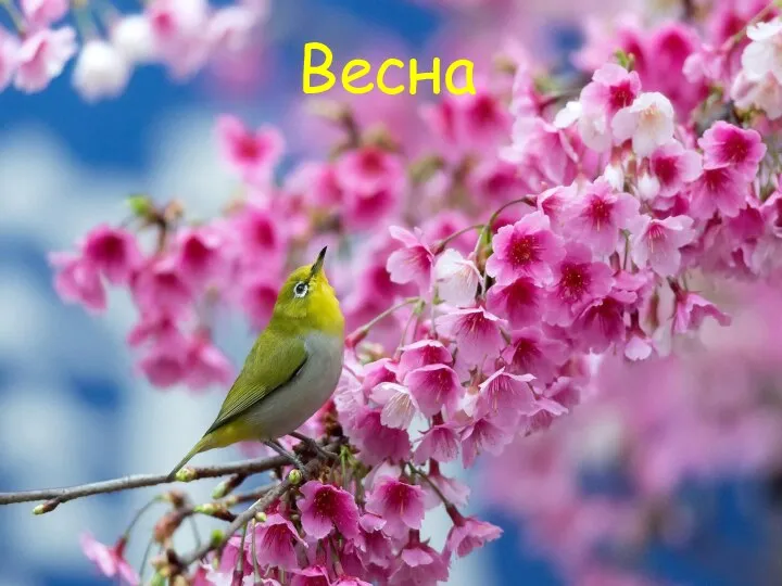 Весна