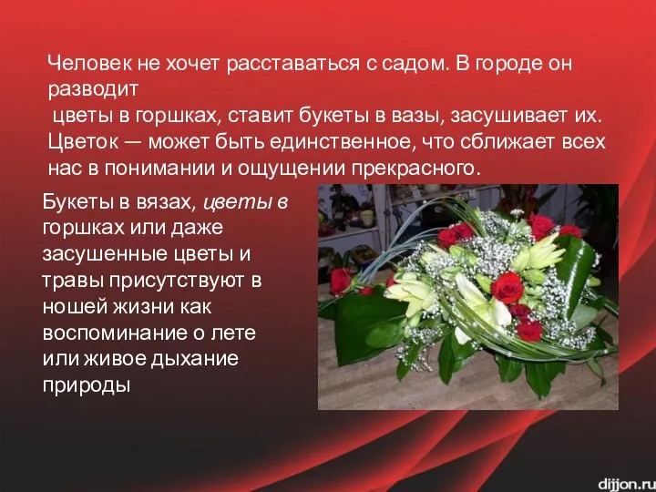 Человек не хочет расставаться с садом. В городе он разводит цветы