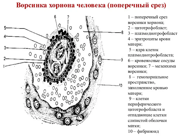 Ворсинка хориона человека (поперечный срез) 1 – поперечный срез ворсинки хориона;