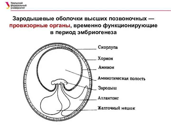 Зародышевые оболочки высших позвоночных — провизорные органы, временно функционирующие в период эмбриогенеза