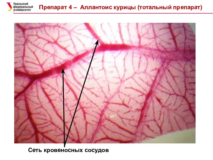 Препарат 4 – Аллантоис курицы (тотальный препарат) Сеть кровеносных сосудов