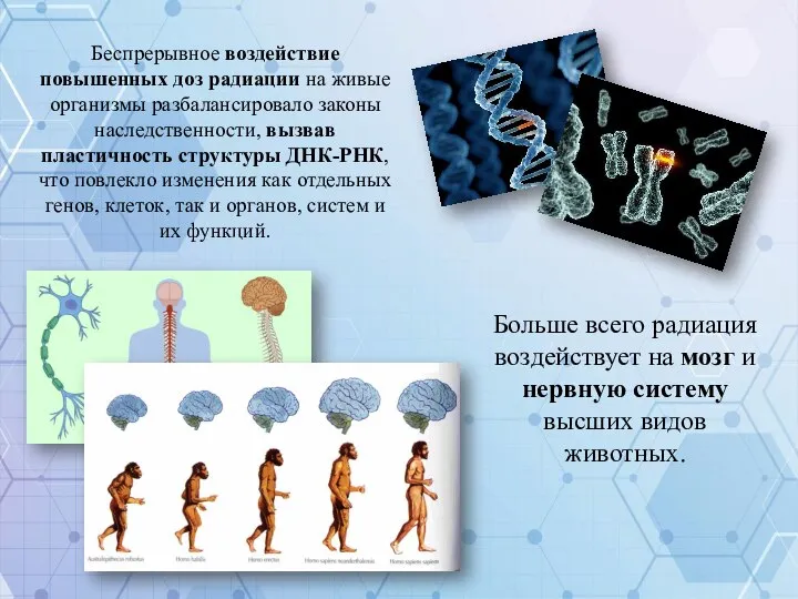 Беспрерывное воздействие повышенных доз радиации на живые организмы разбалансировало законы наследственности,