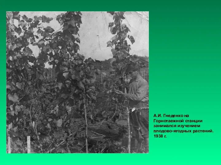 А.И. Гнеденко на Горнотаежной станции занимался изучением плодово-ягодных растений. 1938 г.