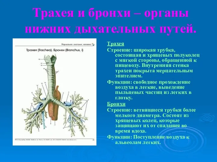 Трахея и бронхи – органы нижних дыхательных путей. Трахея Строение: широкая