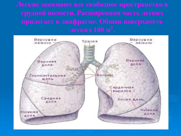 Легкие занимают все свободное пространство в грудной полости. Расширенная часть легких