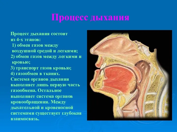 Процесс дыхания Процесс дыхания состоит из 4-х этапов: 1) обмен газов