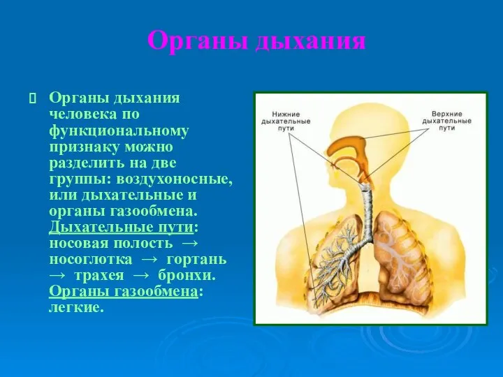 Органы дыхания Органы дыхания человека по функциональному признаку можно разделить на