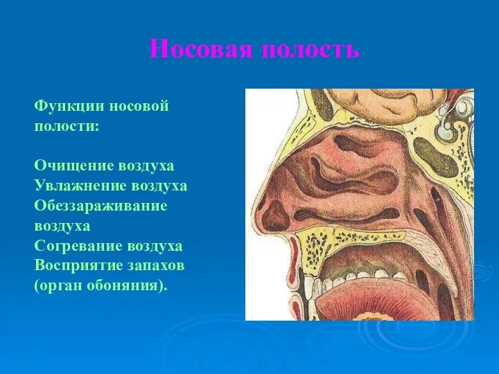 Носовая полость Функции носовой полости: Очищение воздуха Увлажнение воздуха Обеззараживание воздуха