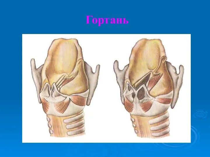 Гортань