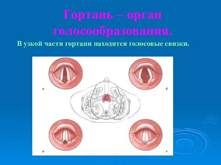 Гортань – орган голосообразования. В узкой части гортани находятся голосовые связки.