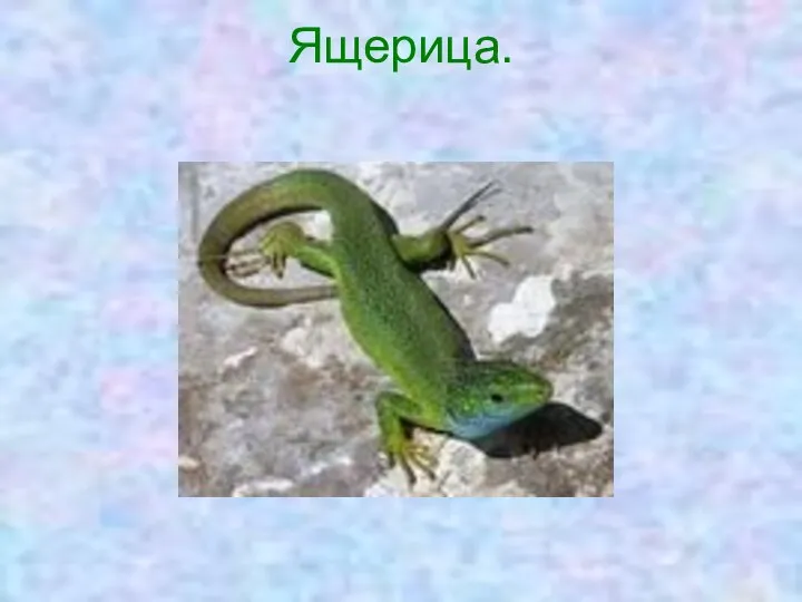 Ящерица.