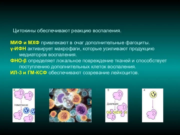 Цитокины обеспечивают реакцию воспаления. МИФ и МХФ привлекают в очаг дополнительные